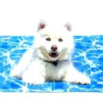 Στρώμα δροσιάς για κατοικίδια ζώα "νερό" 50x65cm nobleza 87495 NOBLEZA