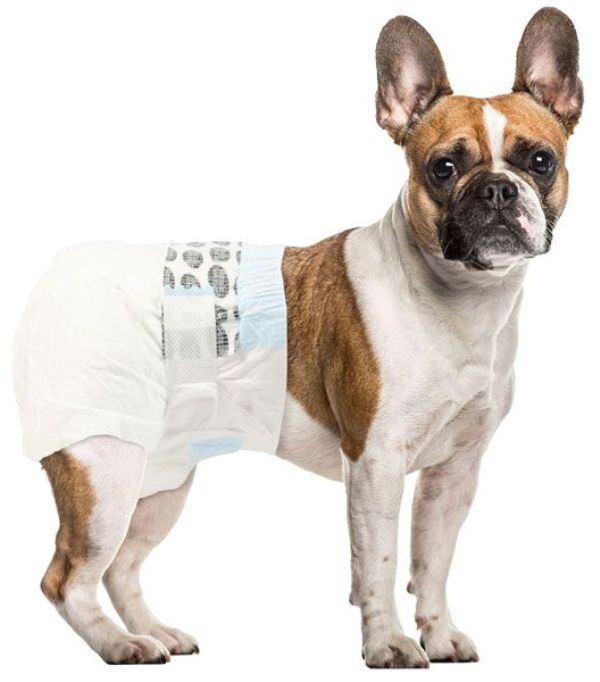 dog_diaper_M_1_nsj9-0i Ανοιγόμενη πάνα-βρακάκι σκύλου M 12 τεμάχια 8728 OEM - Image 1